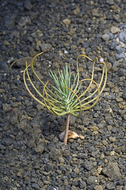 Jeffrey Pine幼苗，Pinus jeffreyi，靠近cinser Cone，拉森火山国家公园，加利福尼亚;喀斯喀特山脉。松科